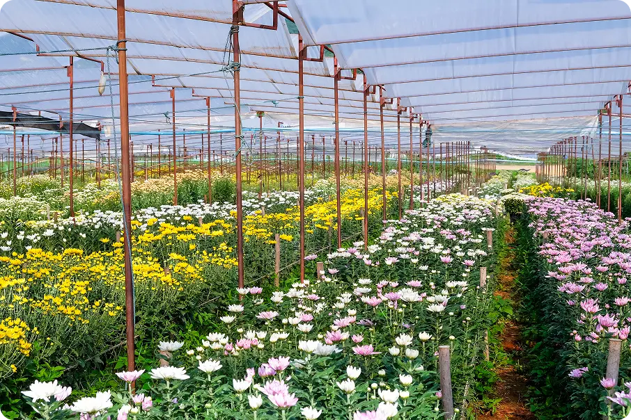 AgroCity în DR 18 - Software eligibil pentru floricultură și plante medicinale