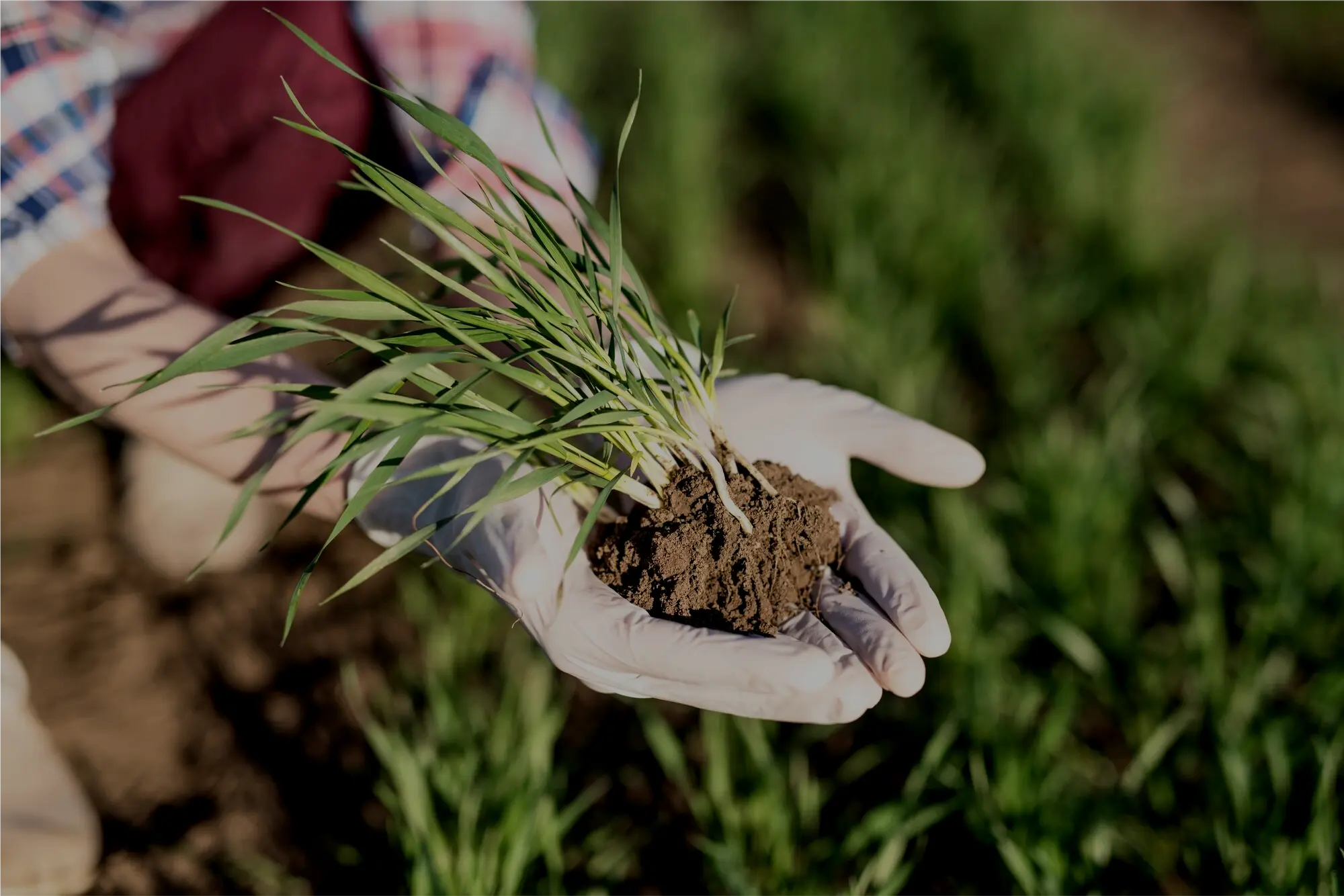 un agricultor analizând sănătatea plantelor